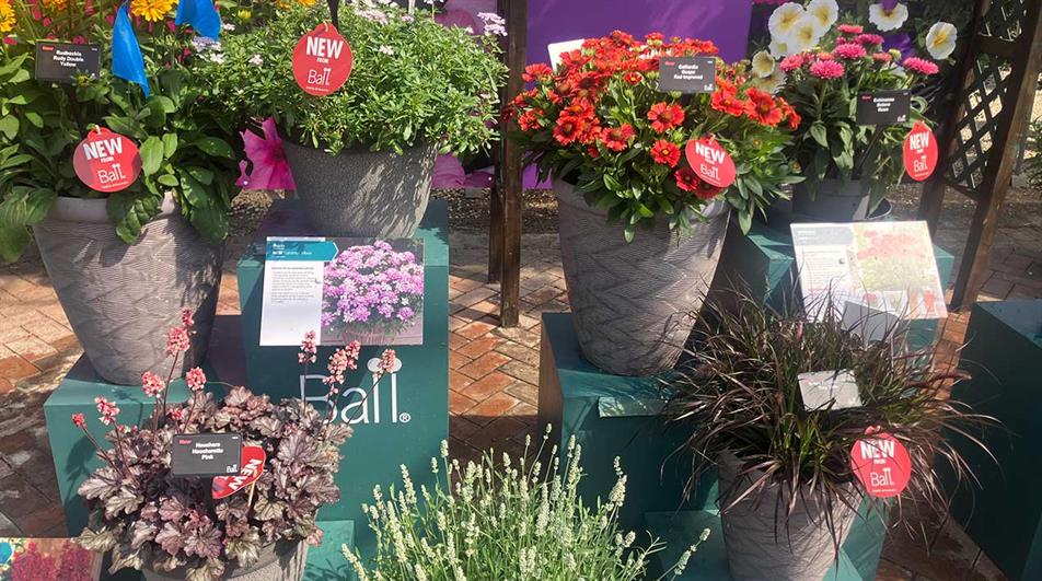 New introductions at Ball Colegrave's Summer Showcase